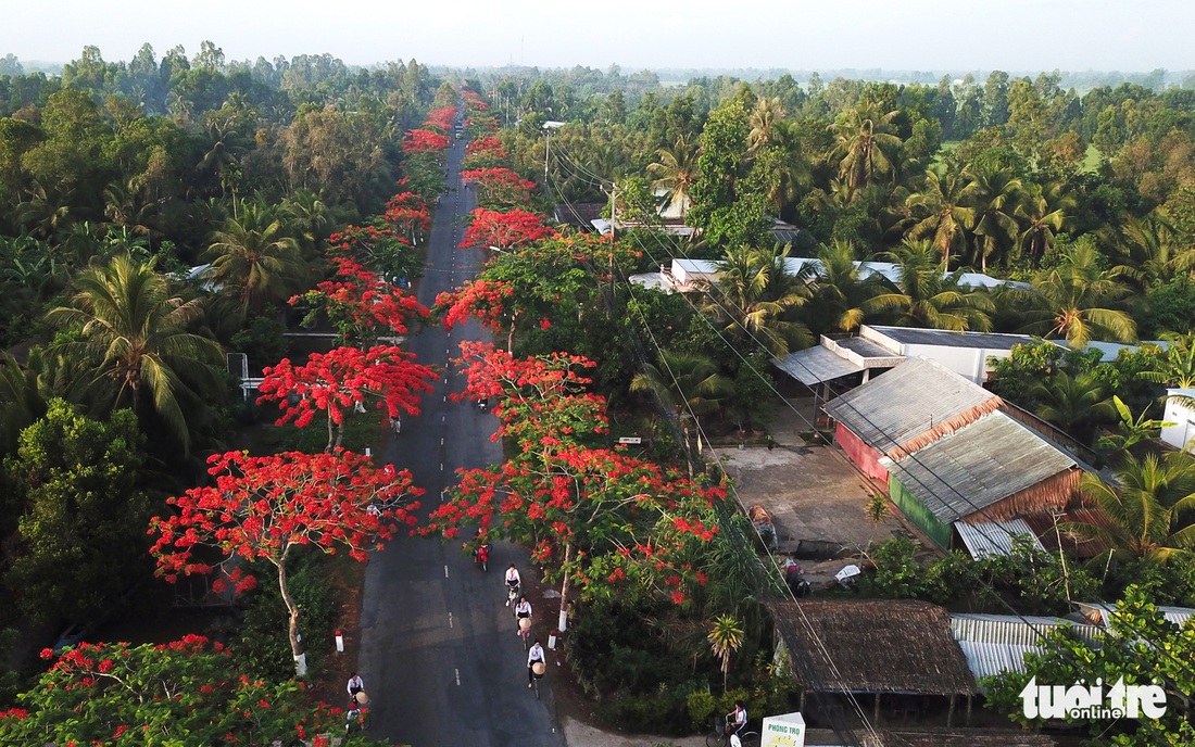 Đẹp ngỡ ngàng những tuyến đường phủ đầy hoa phượng ở miền Tây - Ảnh 1.