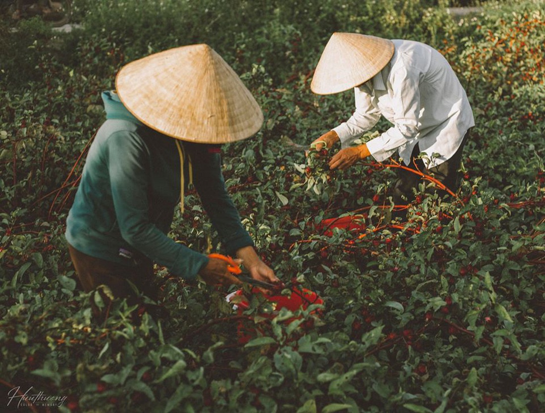 Bộ ảnh đong đầy yêu thương về đôi tay ba mẹ của chàng trai Quảng Trị - Ảnh 7.