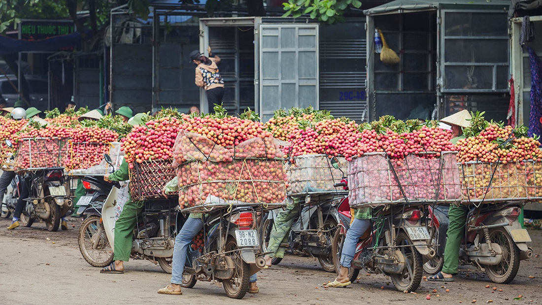 Vụ mùa đặc biệt của vải thiều Lục Ngạn - Ảnh 5.