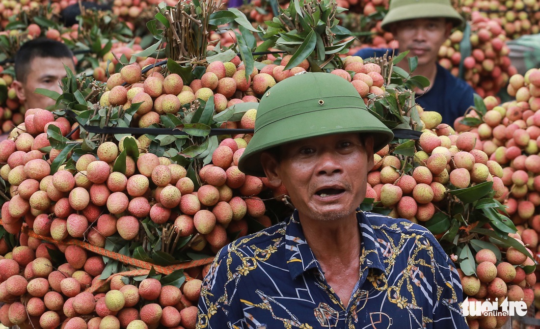 Vải thiều Lục Ngạn giá ổn định từ 25.000 - 35.000 đồng/kg - Ảnh 4.