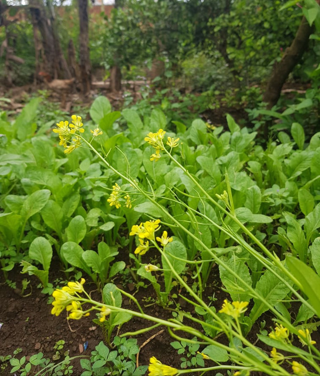 Nhà tôi - Mái ấm: Ngôi nhà hai giai đoạn - Ảnh 6.