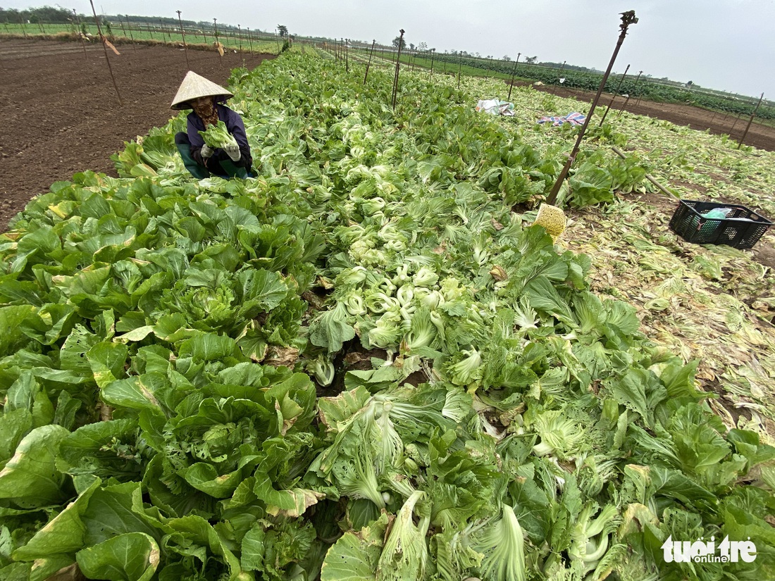 Bán không ai mua, nông dân chở cả ôtô rau đổ xuống sông Hồng - Ảnh 12.