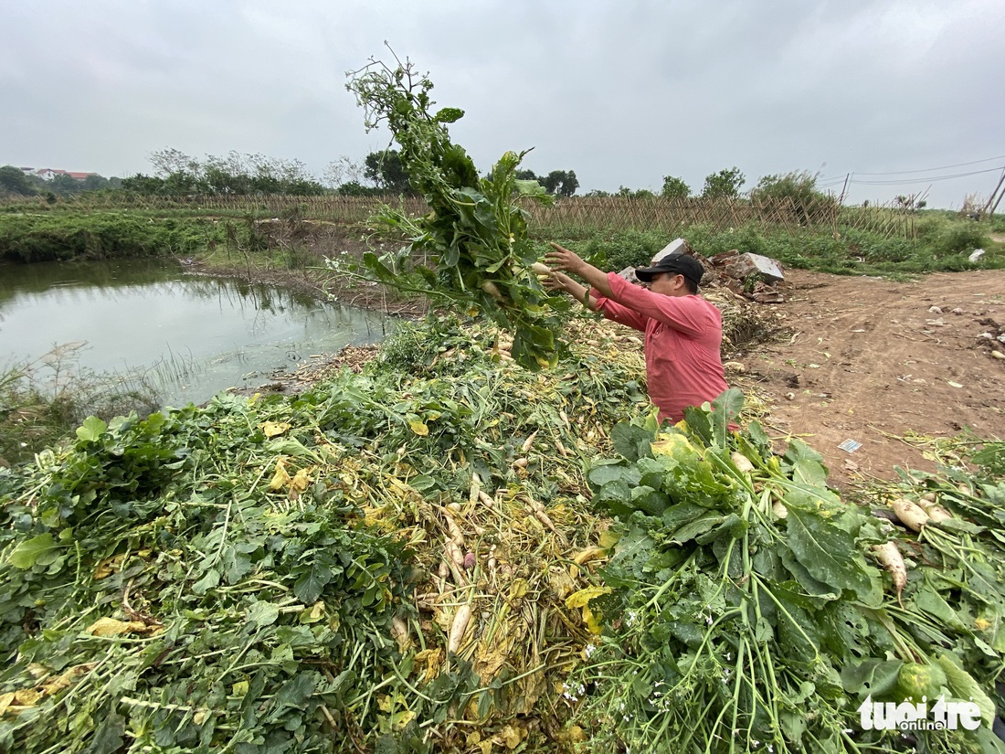 Bán không ai mua, nông dân chở cả ôtô rau đổ xuống sông Hồng - Ảnh 4.