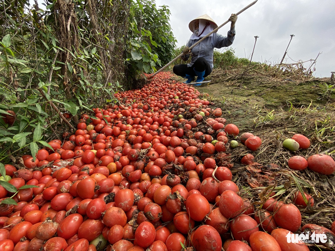 Bán không ai mua, nông dân chở cả ôtô rau đổ xuống sông Hồng - Ảnh 8.