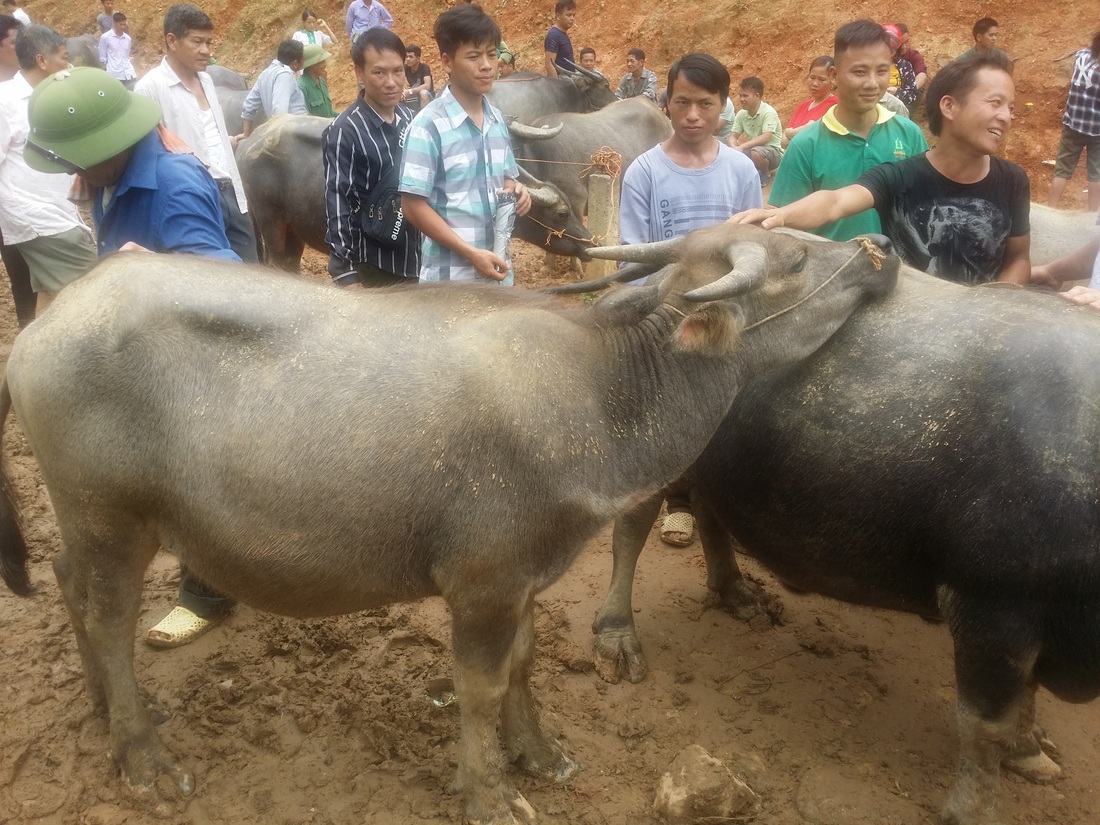 Người mua dạo khắp chợ, ưng con trâu nào thì xem xét kỹ càng từ răng, mũi, mông, dáng… đến cả phân để đánh giá sức khỏe của trâu. Ảnh: Đỗ Quang Tuấn Hoàng