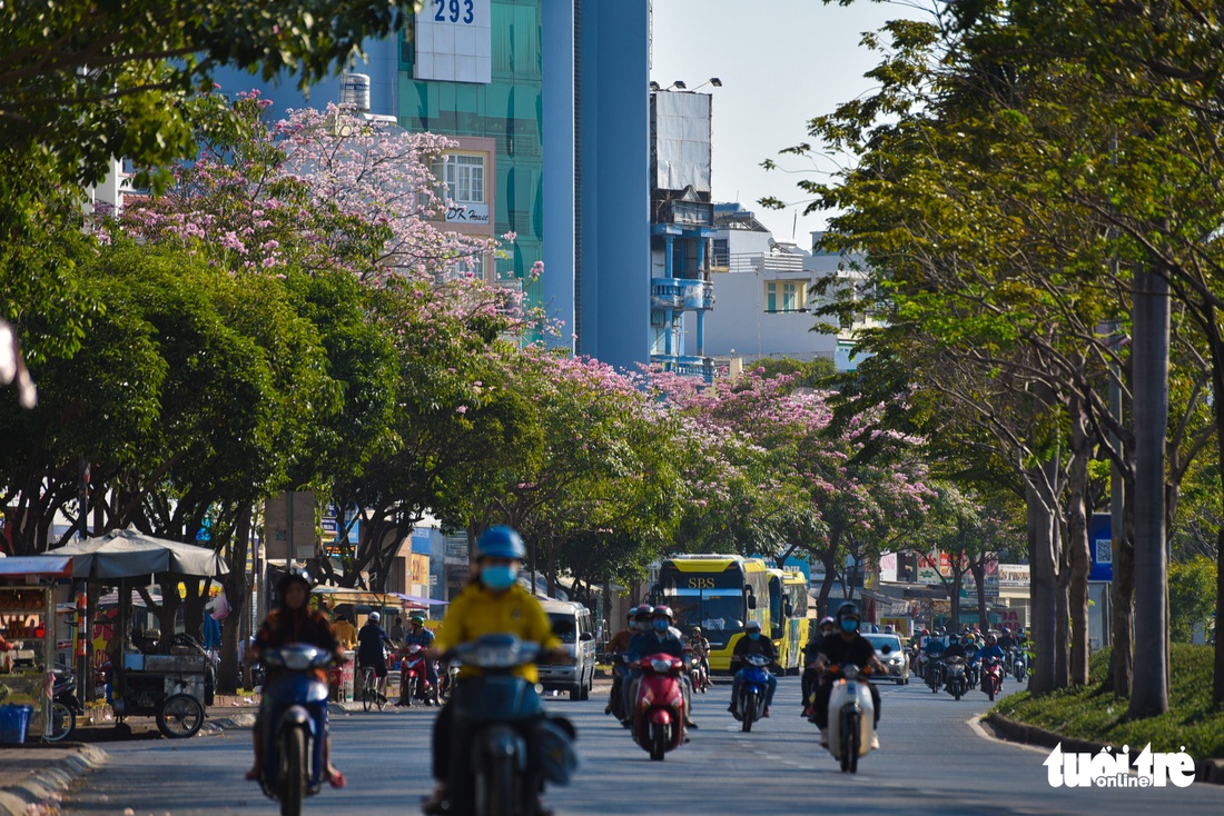 Bạn trẻ rủ nhau check-in với sắc hoa kèn hồng - Ảnh 2.