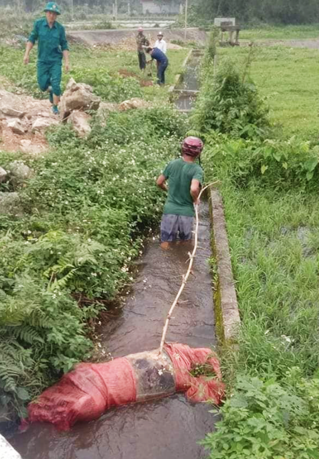 Vô tư vứt xác heo hàng tạ xuống sông - Ảnh 3.