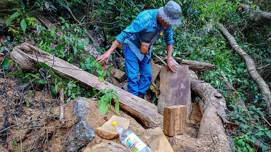 Chảy máu rừng đặc dụng Cham Chu: Tàn sát cổ thụ để lấy nu gỗ - Ảnh 3.