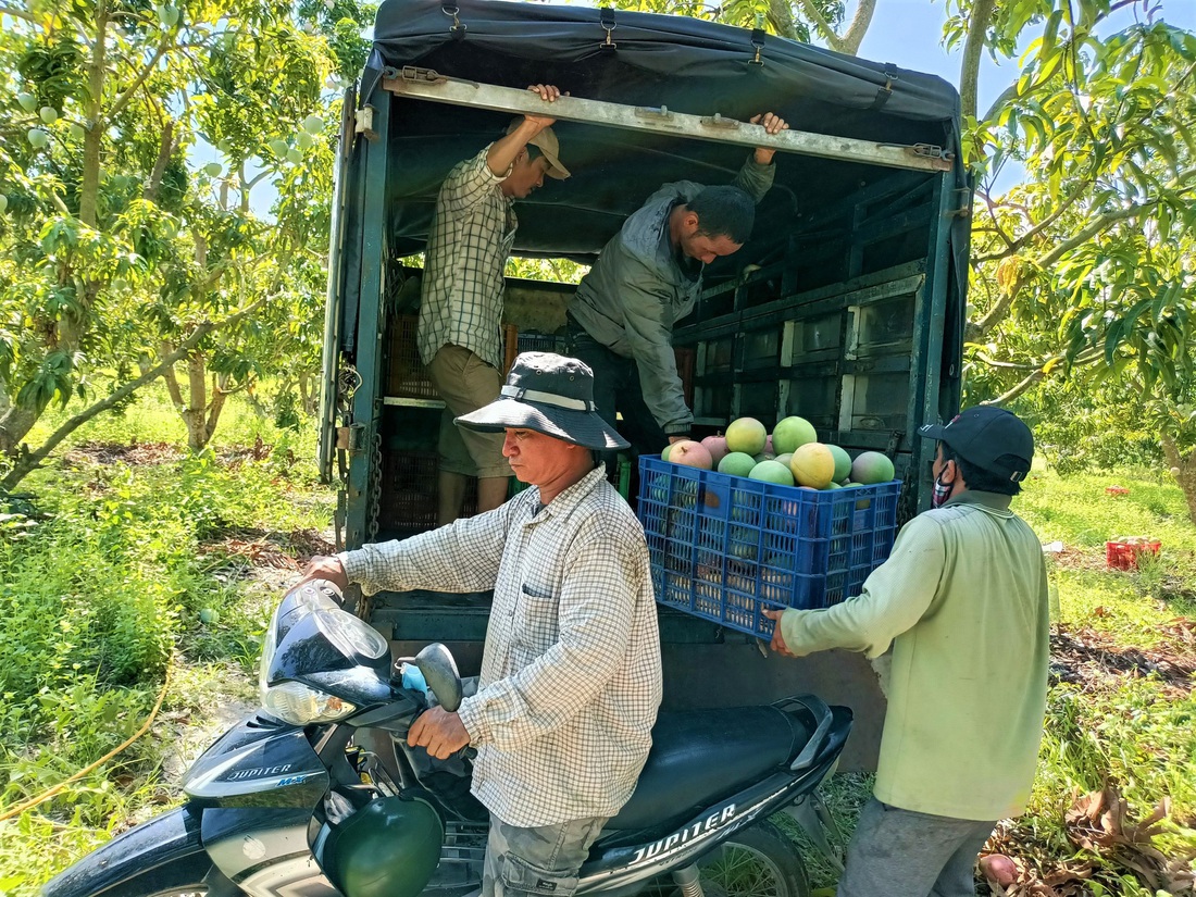 Xoài chín đầy cây vẫn không hái vì có hái cũng không biết bán đi đâu - Ảnh 4.