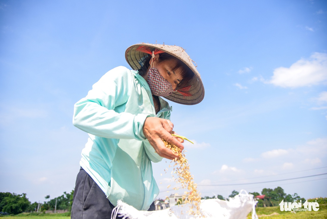 Tháng năm mùa gặt về, nông dân ‘đội nắng’ ra đồng thu hoạch lúa - Ảnh 8.