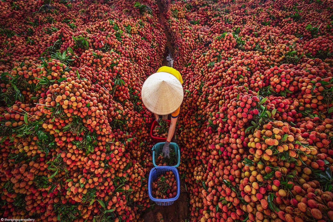 Nhịp sống văn hóa ẩm thực Việt Nam nổi bật qua giải ảnh Pink Lady Food Photography - Ảnh 4.