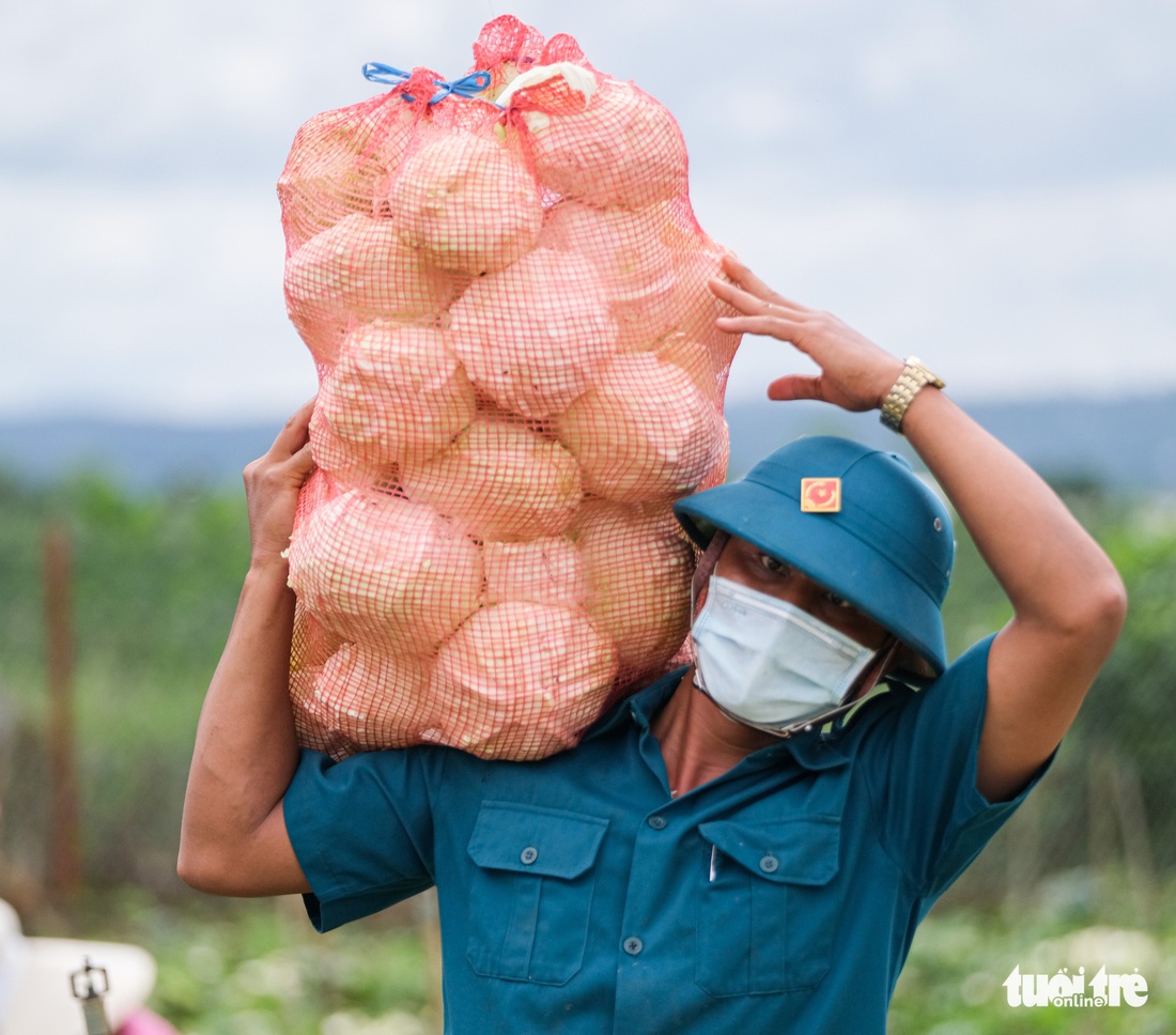 Lâm Đồng hào phóng, tặng rau nguyên vườn, chở rau bằng xe giường nằm máy lạnh đến TP.HCM - Ảnh 11.