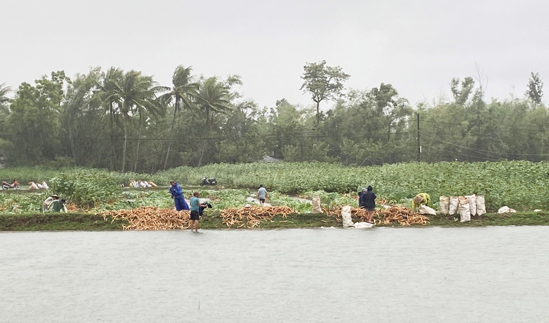 Nông dân Quảng Nam dầm mưa nhổ sắn ‘chạy bão’ - Ảnh 1.