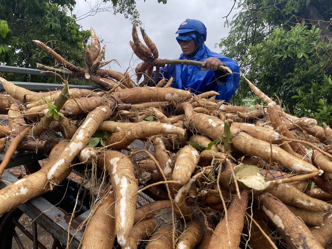 Nông dân Quảng Nam dầm mưa nhổ sắn ‘chạy bão’ - Ảnh 9.