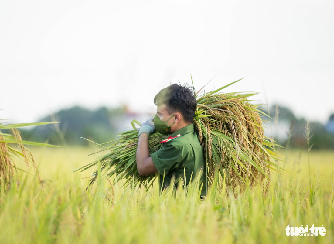 Những người lính trẻ đội nắng, vượt màn đêm gặt lúa cho bà con vùng cách ly y tế - Ảnh 3.