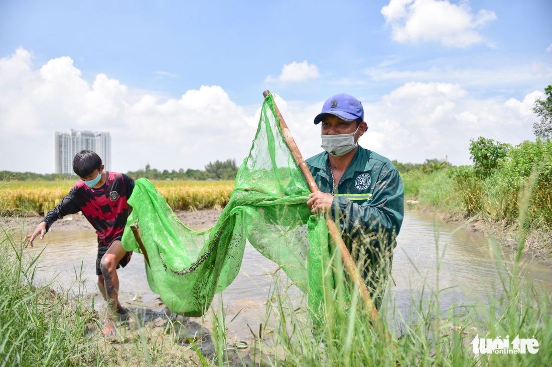 Gặt lúa, bắt cá mưu sinh giữa TP.HCM trong mùa dịch - Ảnh 11. Gặt lúa, bắt cá mưu sinh giữa TP.HCM trong mùa dịch - Ảnh 11.