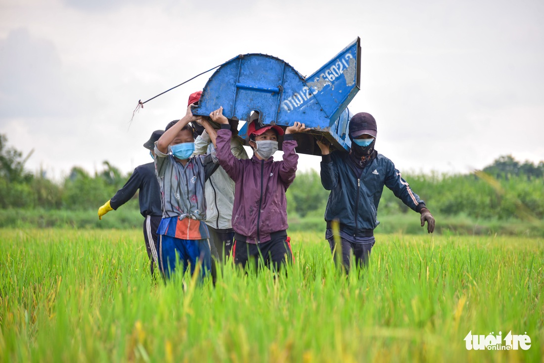 Gặt lúa, bắt cá mưu sinh giữa TP.HCM trong mùa dịch - Ảnh 5. Gặt lúa, bắt cá mưu sinh giữa TP.HCM trong mùa dịch - Ảnh 5.