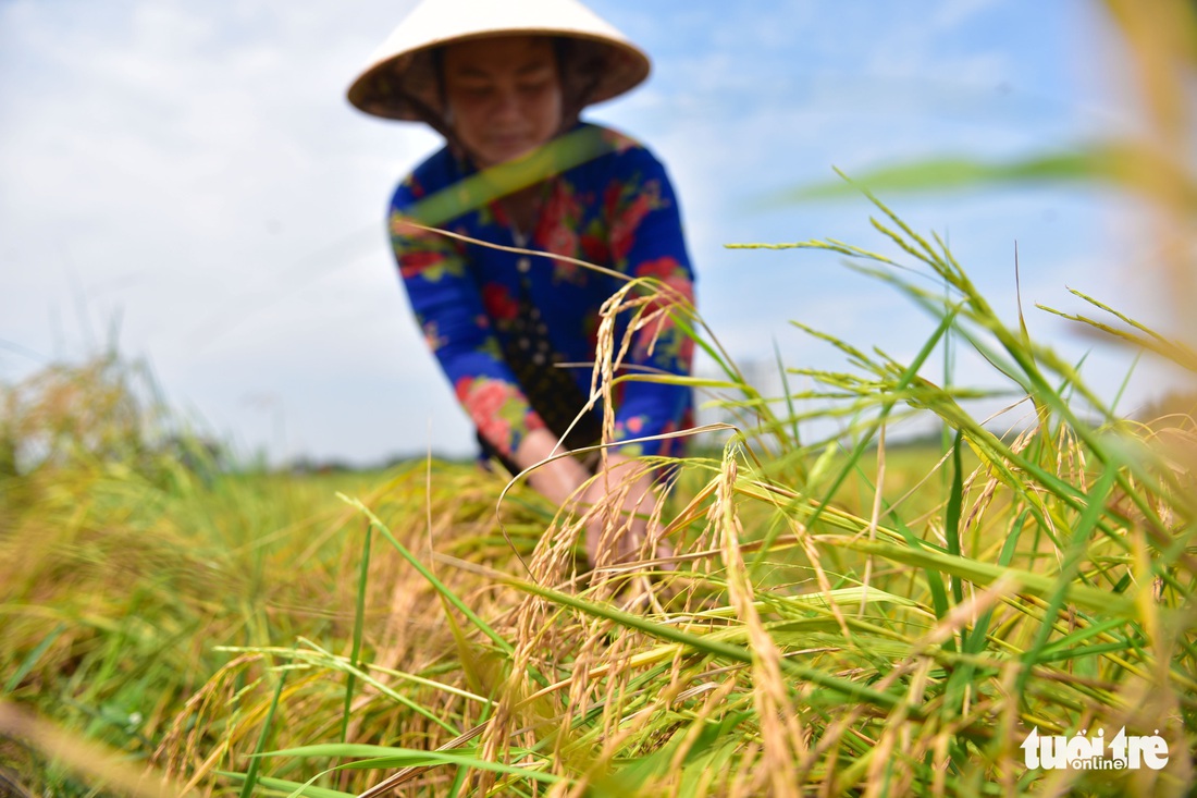 Gặt lúa, bắt cá mưu sinh giữa TP.HCM trong mùa dịch - Ảnh 3. Gặt lúa, bắt cá mưu sinh giữa TP.HCM trong mùa dịch - Ảnh 3.