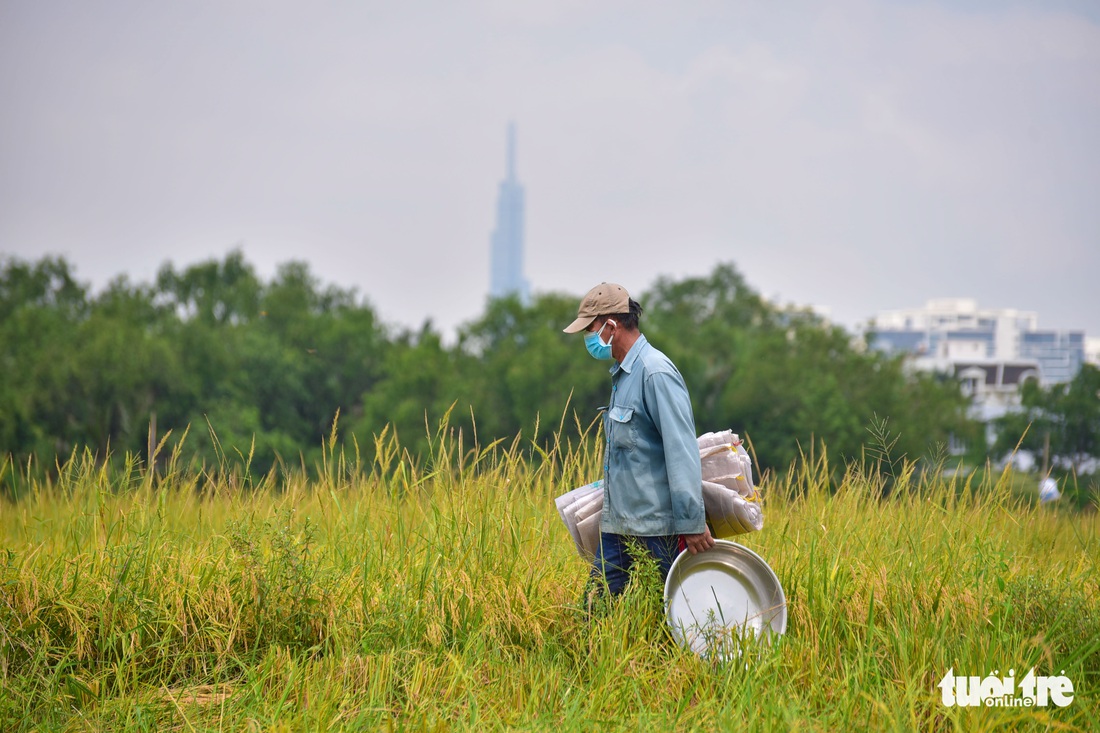 Gặt lúa, bắt cá mưu sinh giữa TP.HCM trong mùa dịch - Ảnh 2. Gặt lúa, bắt cá mưu sinh giữa TP.HCM trong mùa dịch - Ảnh 2.