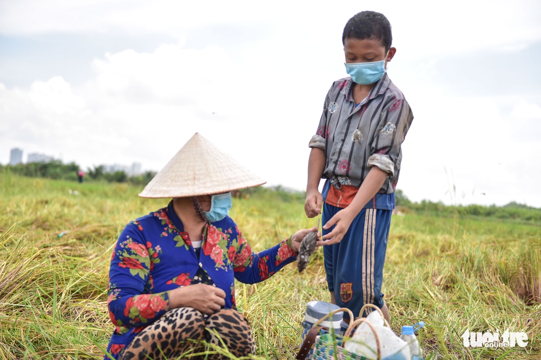 Gặt lúa, bắt cá mưu sinh giữa TP.HCM trong mùa dịch - Ảnh 10. Gặt lúa, bắt cá mưu sinh giữa TP.HCM trong mùa dịch - Ảnh 10.