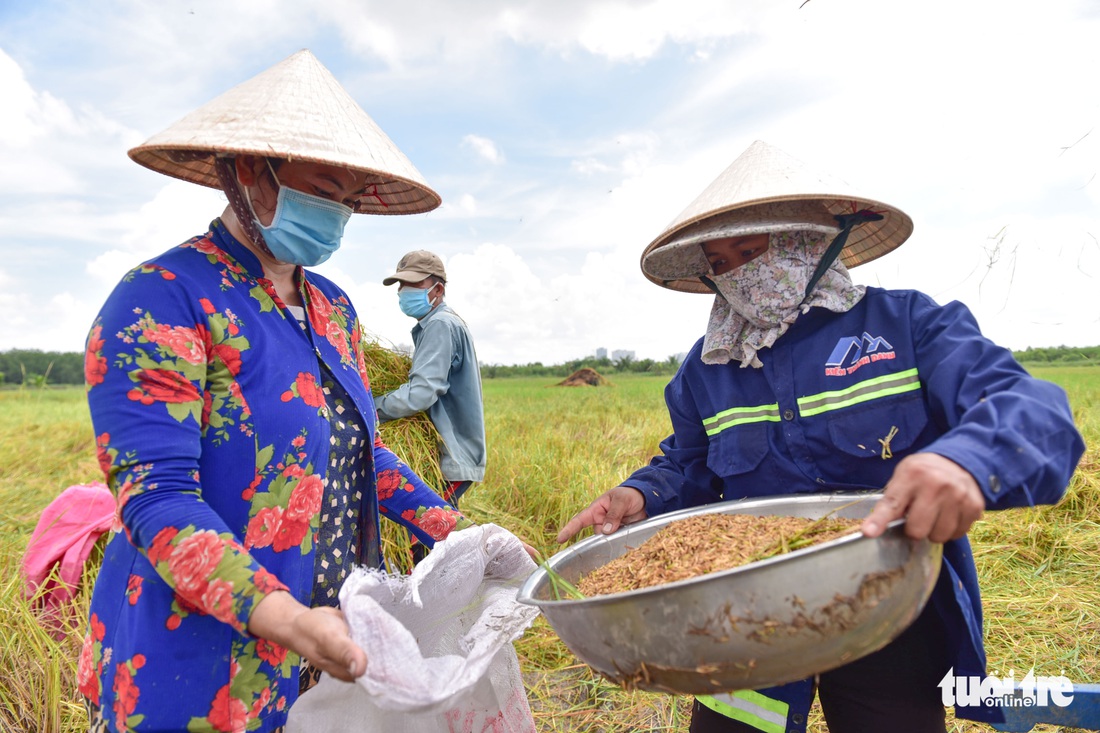 Gặt lúa, bắt cá mưu sinh giữa TP.HCM trong mùa dịch - Ảnh 6. Gặt lúa, bắt cá mưu sinh giữa TP.HCM trong mùa dịch - Ảnh 6.