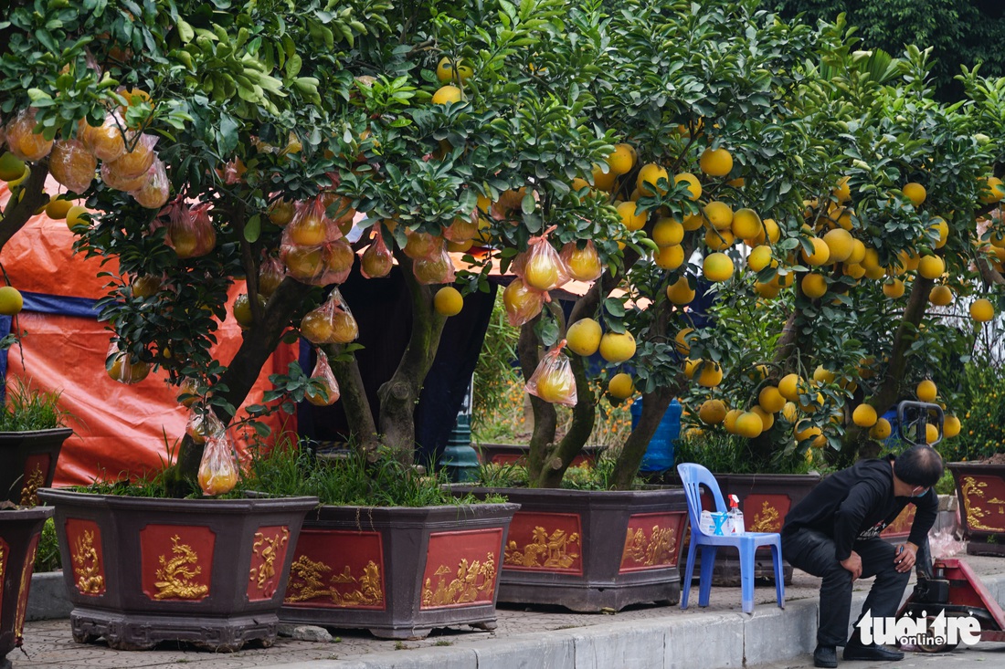 Đào hoa đã ngập phố Hà Nội, 10 người bán 1 người mua - Ảnh 4.