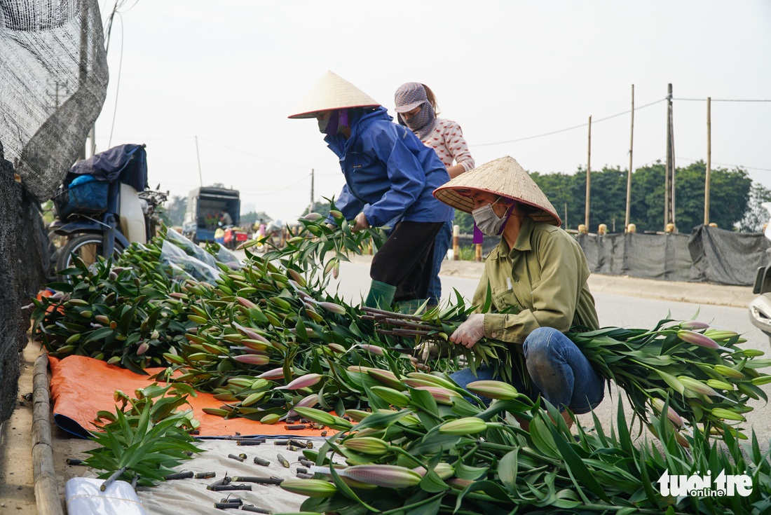 Hoa Tết được giá, người dân làng hoa Tây Tựu, Hà Nội phấn khởi - Ảnh 1.