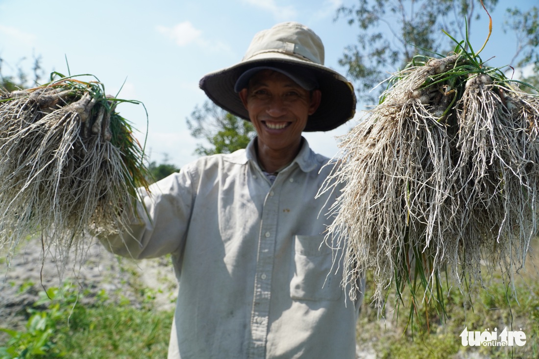 Kiệu Tết tăng giá, nông dân cười tươi như hoa - Ảnh 1.