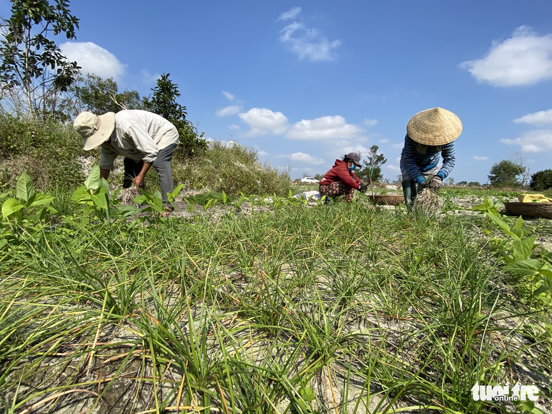 Kiệu Tết tăng giá, nông dân cười tươi như hoa - Ảnh 2.