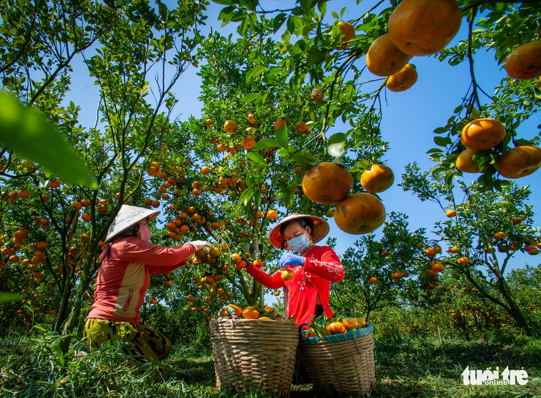 Thi ảnh Nụ xuân: Ngọt ngào tết sẻ chia - Ảnh 2.