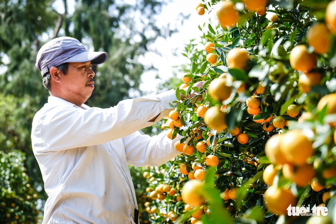 Quất Tết Hội An được giá, thương lái chốt giá tại vườn vẫn không đủ bán - Ảnh 3.