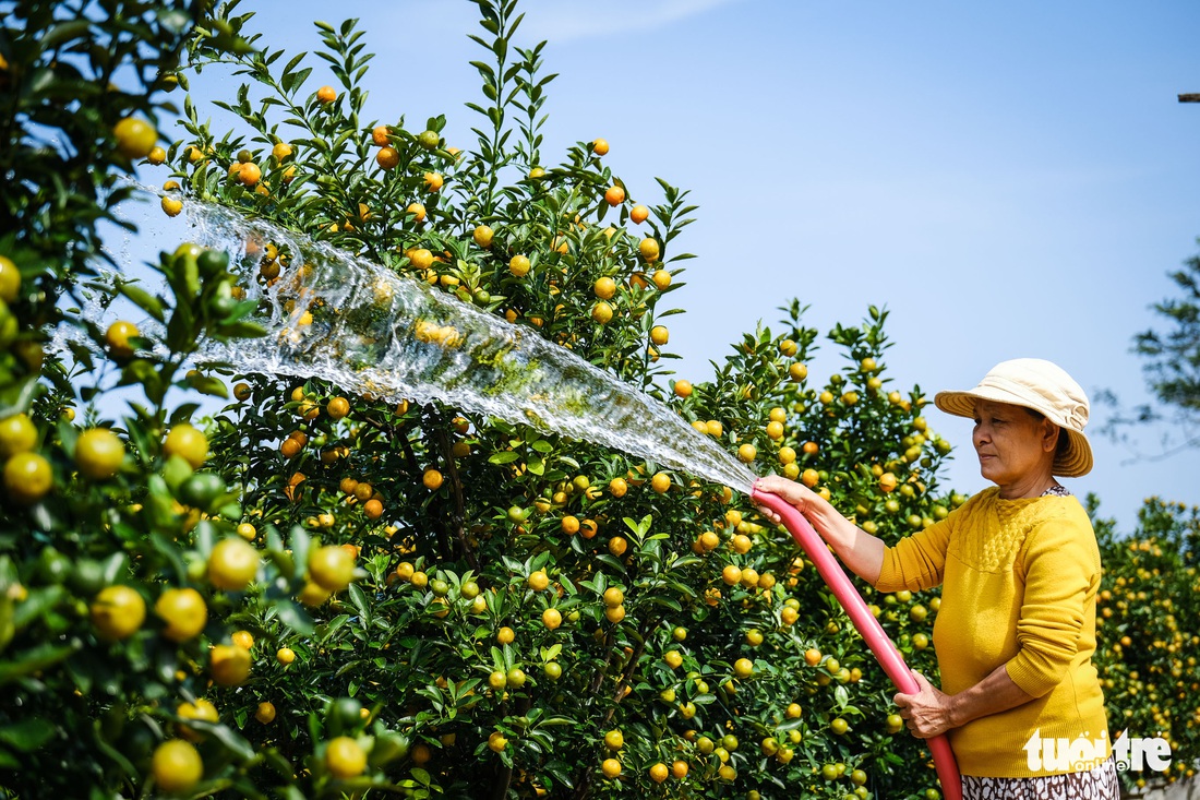 Quất Tết Hội An được giá, thương lái chốt giá tại vườn vẫn không đủ bán - Ảnh 4.