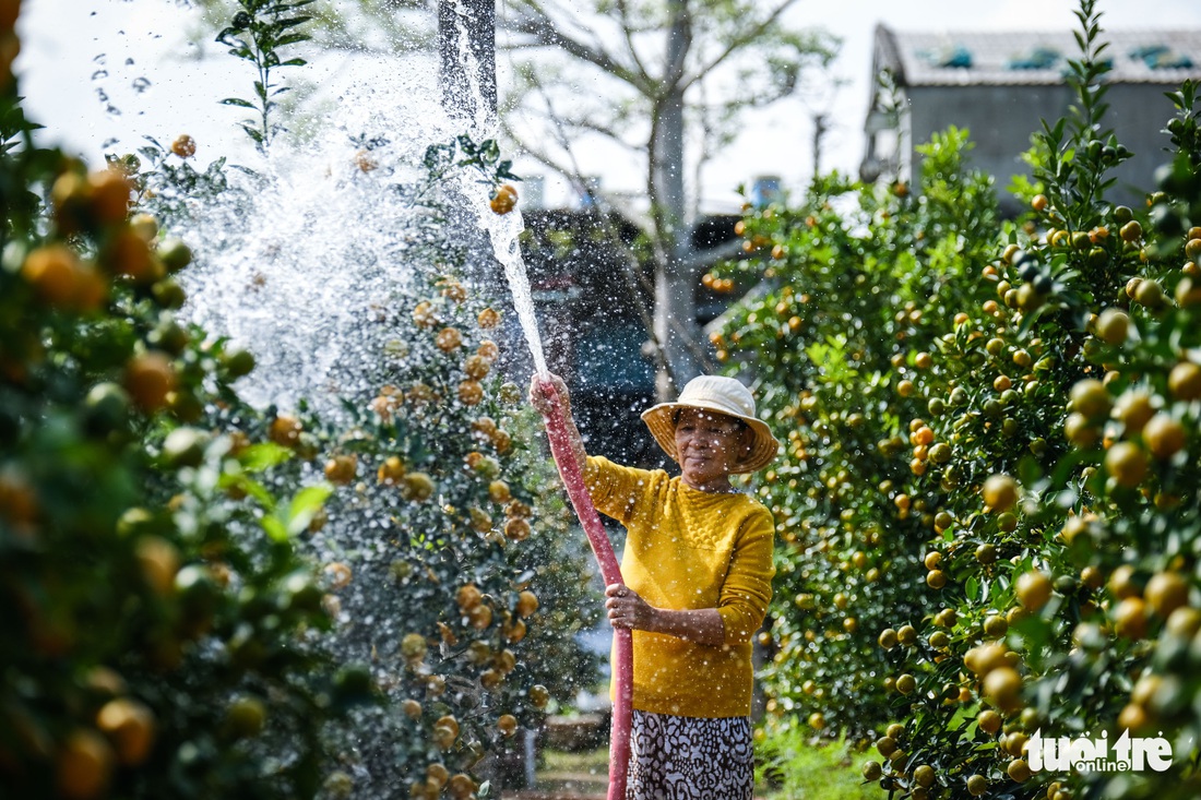 Quất Tết Hội An được giá, thương lái chốt giá tại vườn vẫn không đủ bán - Ảnh 1.