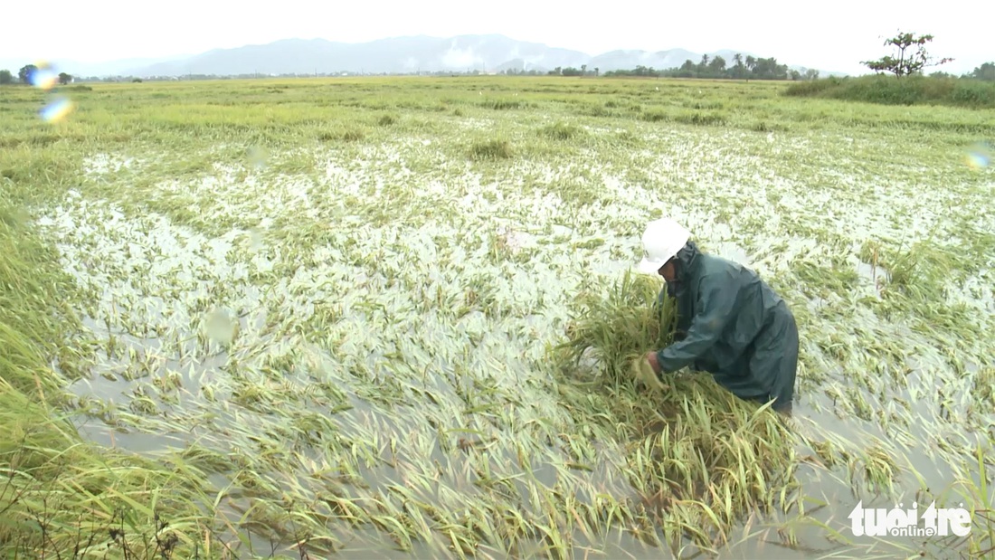 Mưa gió lớn dị thường vài giờ: Tui trắng tay rồi, không còn gì nữa hết! - Ảnh 3.