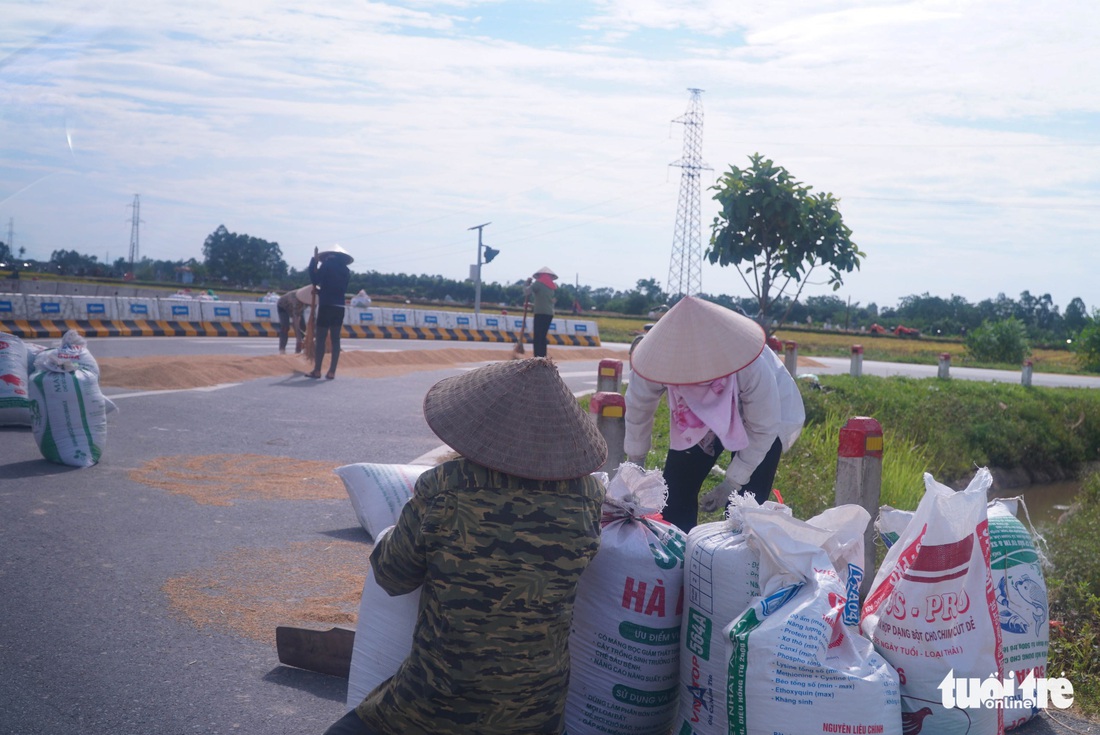 Người dân phơi thóc trên quốc lộ vì ‘không còn chỗ nào phơi’ - Ảnh 3.