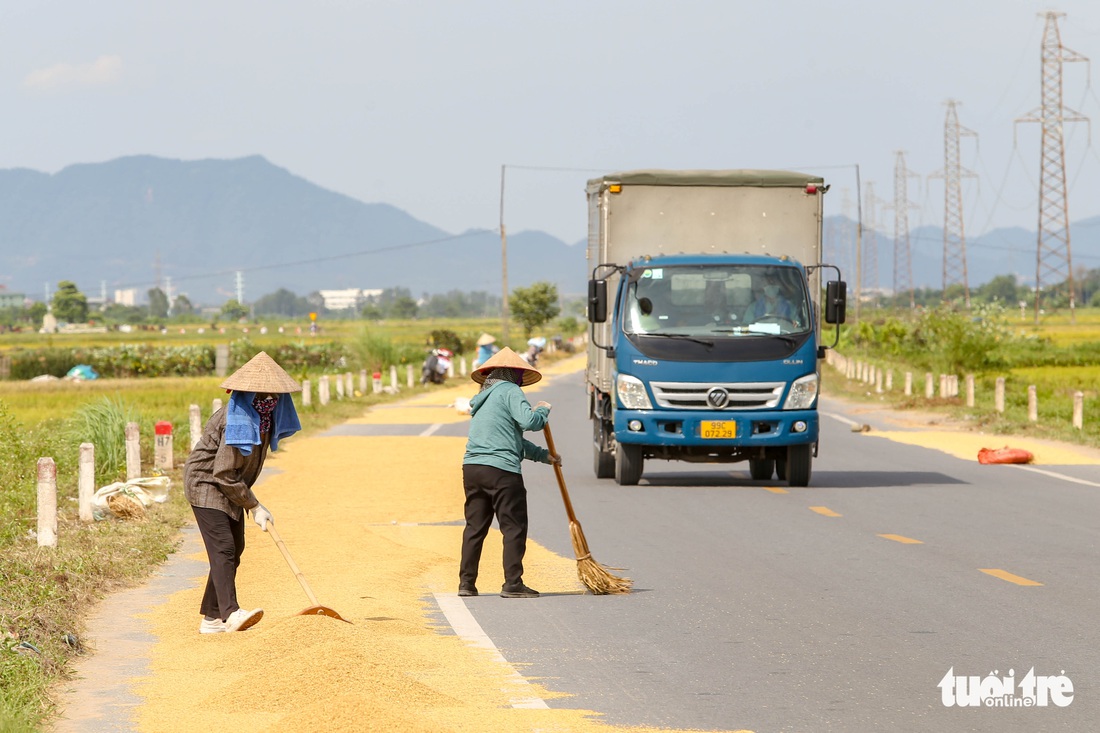 Người dân phơi thóc trên quốc lộ vì ‘không còn chỗ nào phơi’ - Ảnh 1.