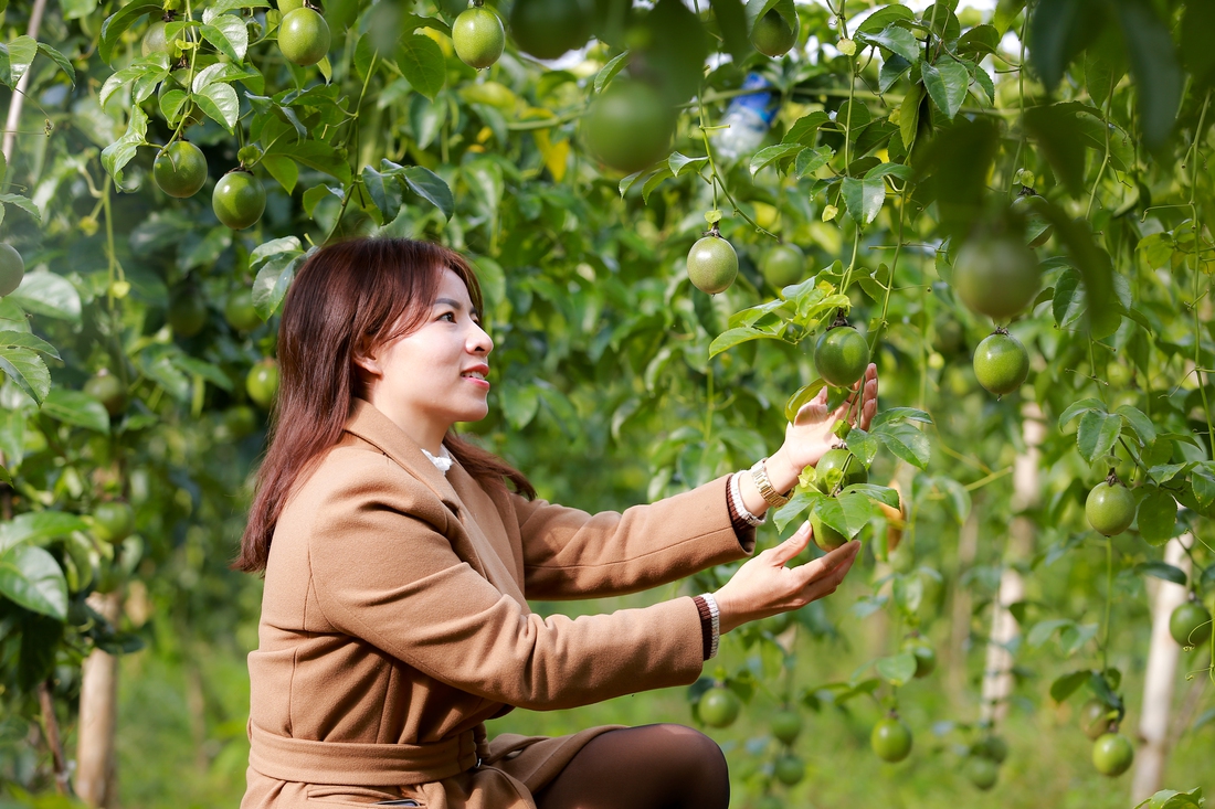 Chanh dây được trồng ở huyện Tam Đường, tỉnh Lai Châu - Ảnh: CHÍ TUỆ