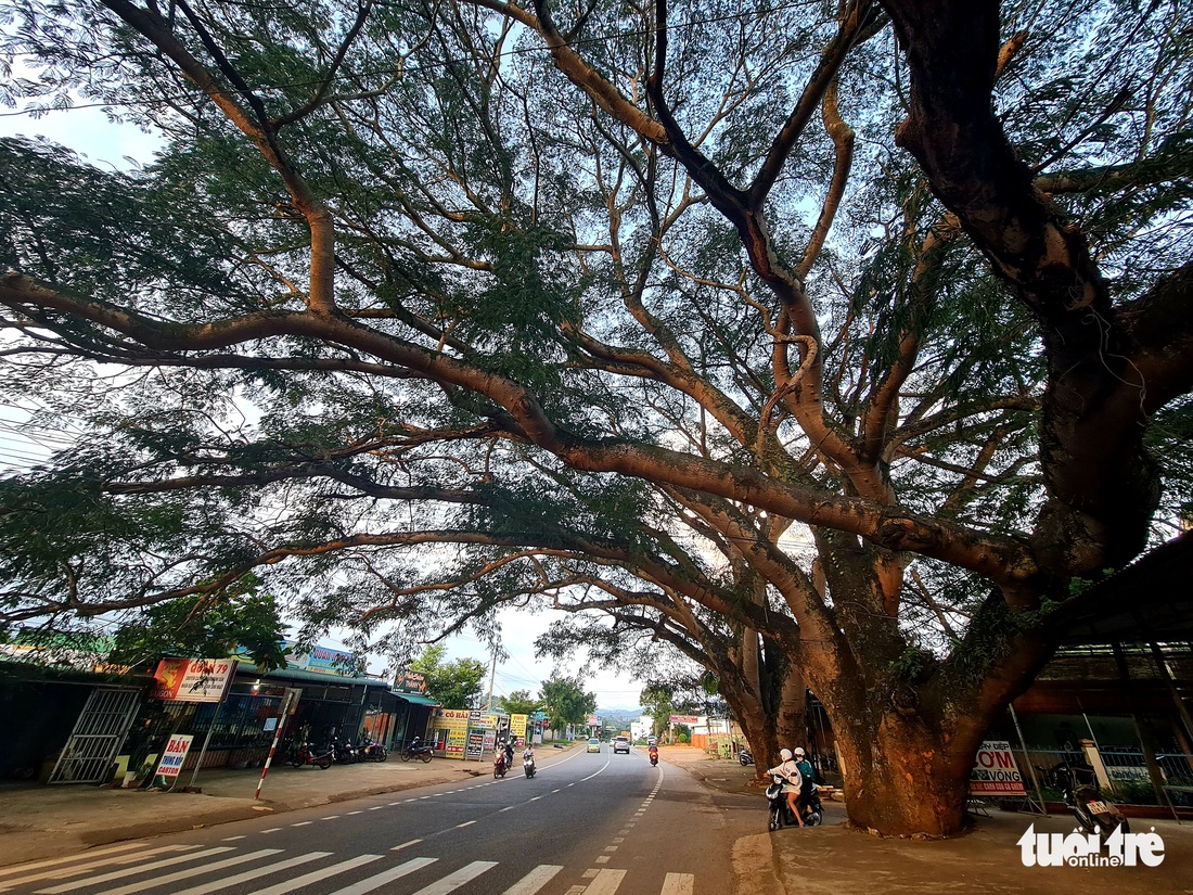 Kỳ lạ hai cụ điệp khổng lồ ở Di Linh - Ảnh 6.