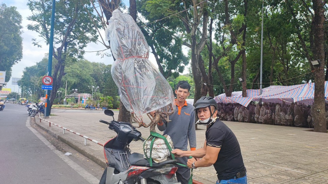 Đào Bắc, quất Phú Yên... đổ bộ lên TP.HCM, người bán ngóng khách - Ảnh 6.