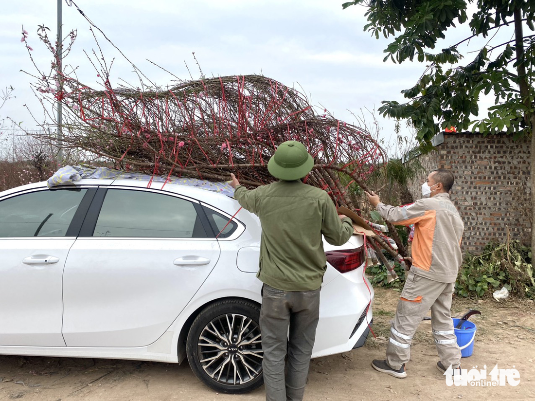 Nhiều nhà vườn trồng hoa Tết ở Nhật Tân cháy hàng - Ảnh 6.