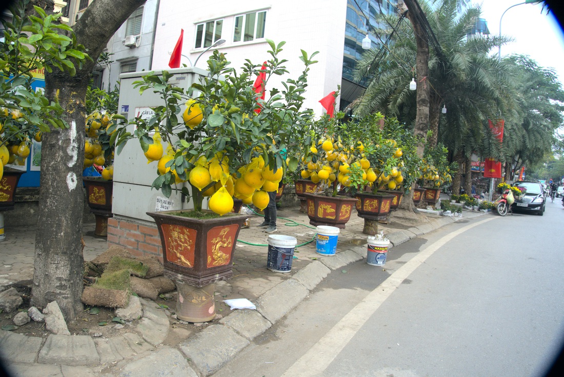 Hoa đào, lan, quất... siêu khuyến mãi chờ người mua - Ảnh 2.