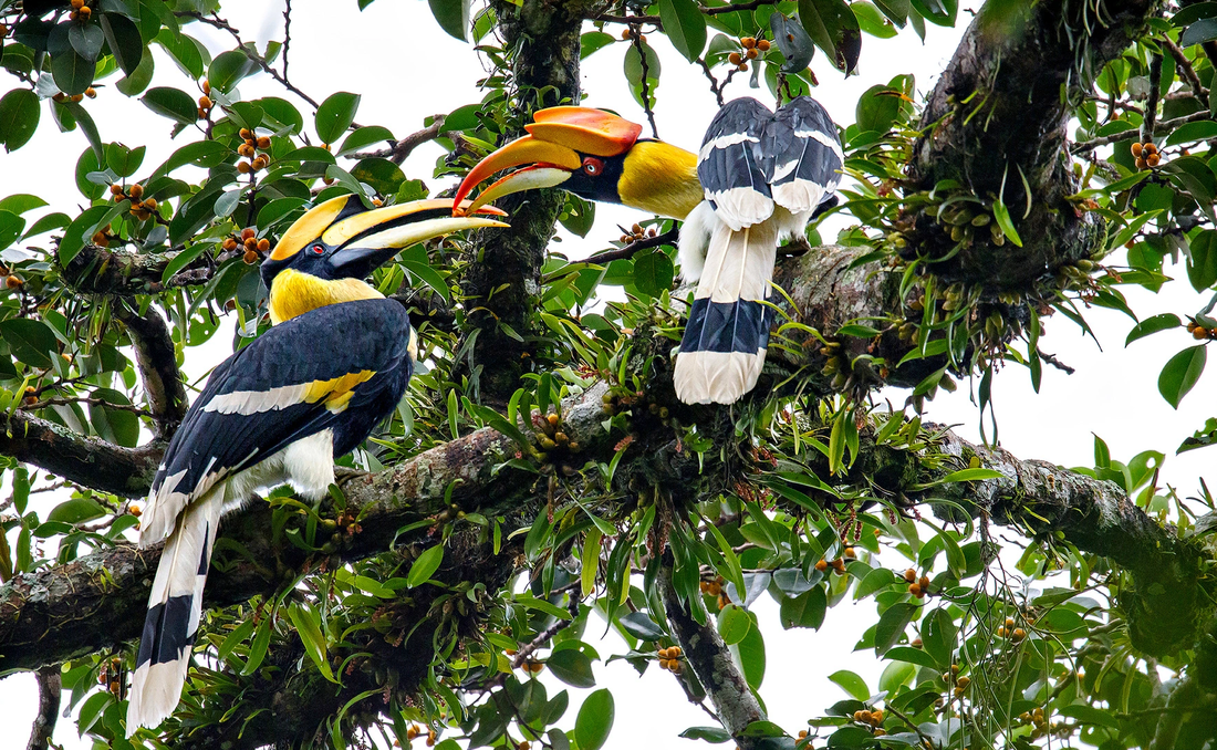 Bức ảnh về Hồng Hoàng (Great Hornbill) đoạt giải nhì. Đây là loài chim có kích thước khá to, thường sống ở các cánh rừng nguyên sinh có nhiều cây cổ thụ lớn. Loài này trước khá phổ biến ở một số vườn quốc gia như Phú Quốc, Cát Tiên, Bù Gia Mập nhưng hiện nay thì rất hiếm gặp ở Việt Nam.