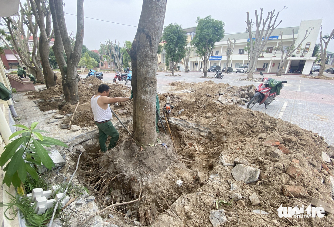 Các công nhân hối hả đào gốc, chuyển cây xanh đi trước ngày làm việc đầu tuần