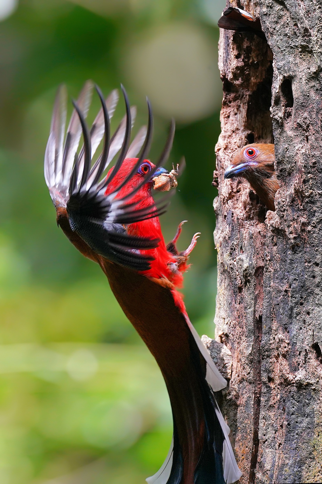 Nuốc bụng đỏ (Red-headed Trogon)