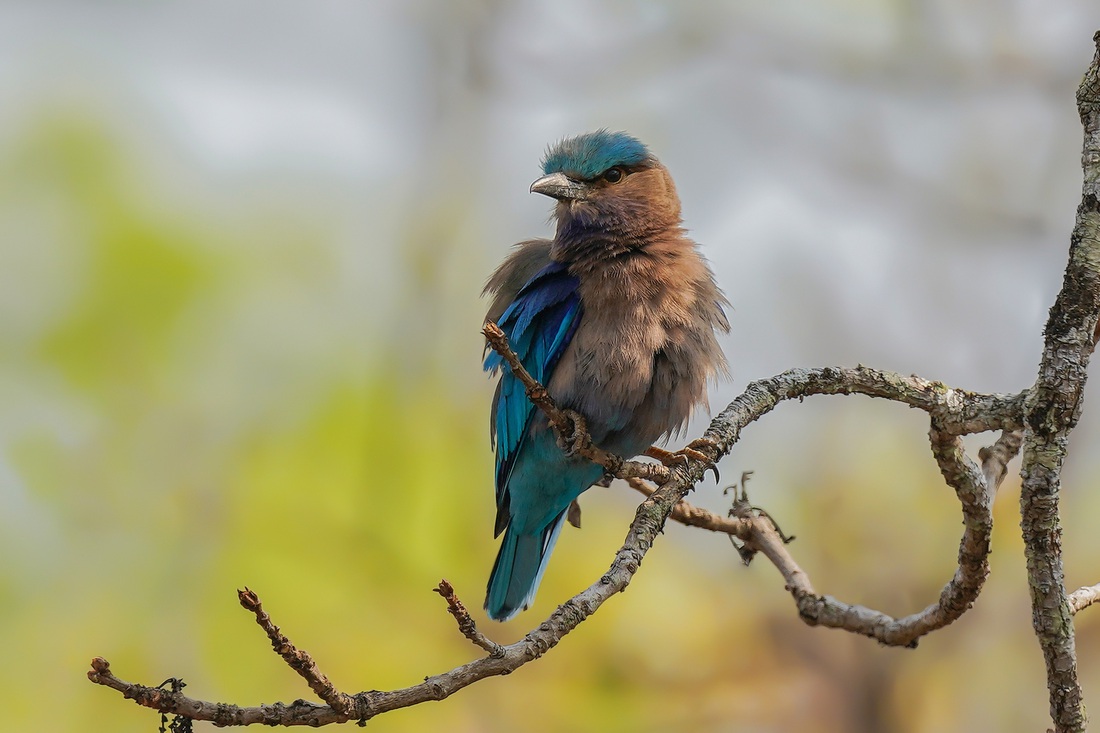 Sả rừng (Indian Roller)