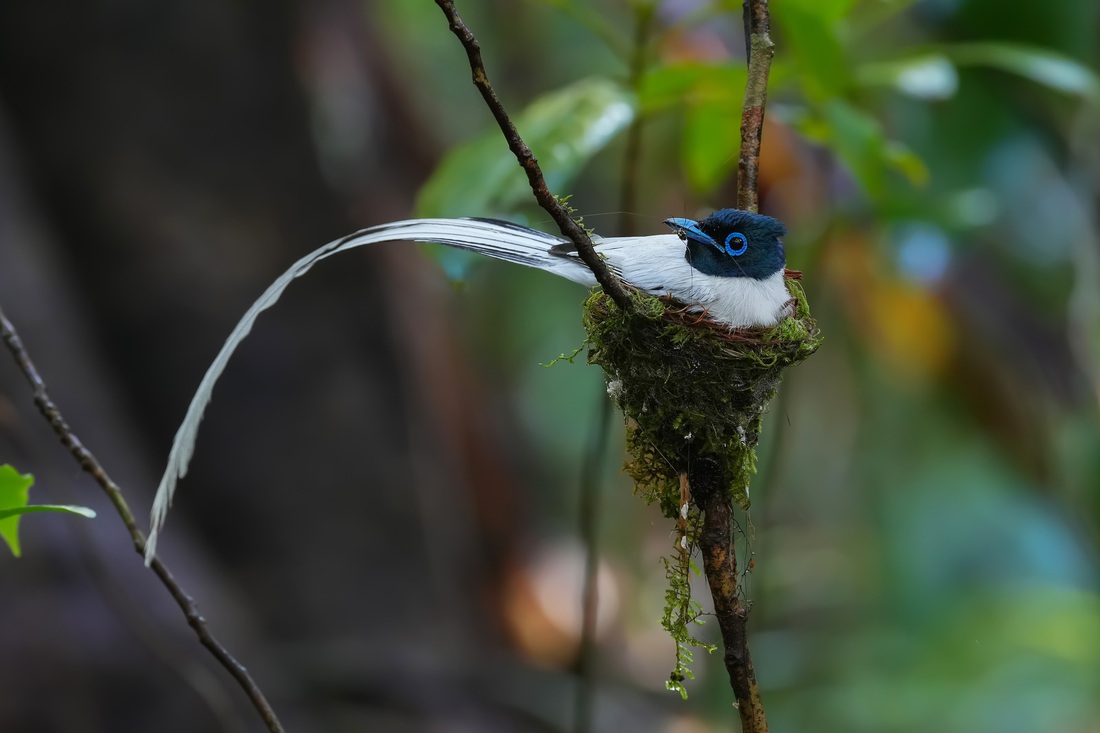 Thiên đường đuôi phướn (Asian Paradise Flycatcher) 