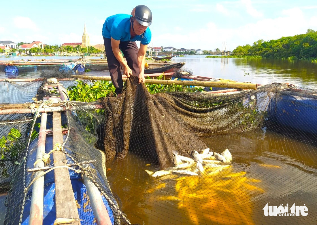 Cá nuôi lồng bè bị chết phơi bụng trên mặt nước - Ảnh: LÊ MINH