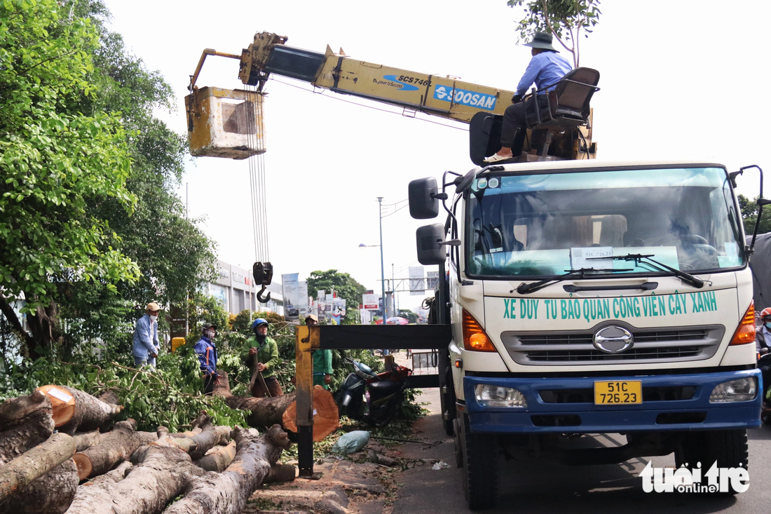 Công nhân đang đưa các thân gỗ đã được đốn hạ lên xe - Ảnh: TIẾN QUỐC