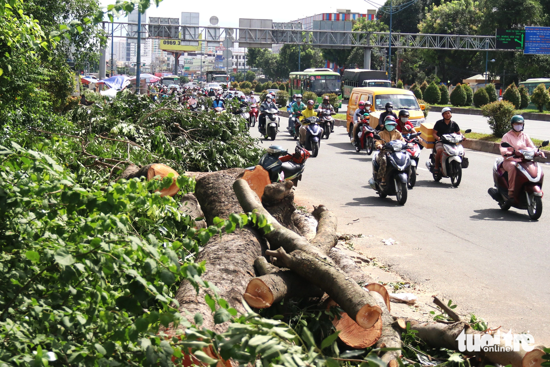 Hàng loạt cành, nhánh và thân cây được cắt khúc, nằm ngổn ngang trên vỉa hè đường Trường Chinh - Ảnh: TIẾN QUỐC