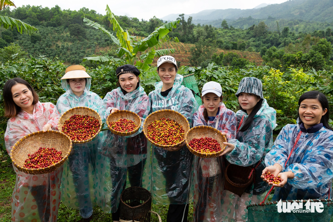 Những rổ cà phê chín mọng được các du khách thu hoạch - Ảnh: HOÀNG TÁO